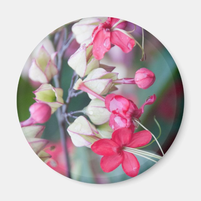 Röd Rosa och vita tropiska blommor Magnet (Framsidan)