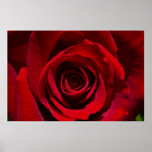 Röd rosaffisch poster