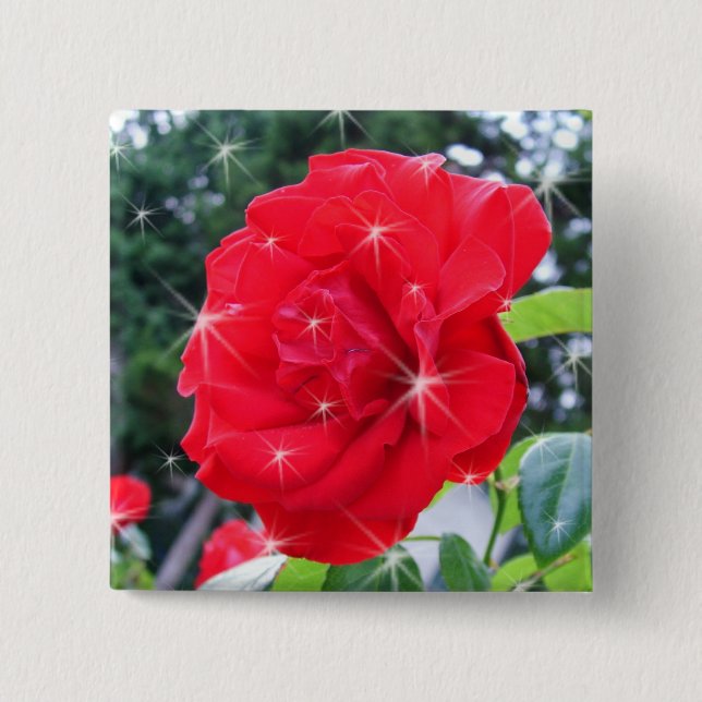 röd rosblomma med stjärnor knapp (Framsida)