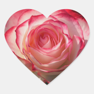 Röd rosblommar hjärtformat klistermärke