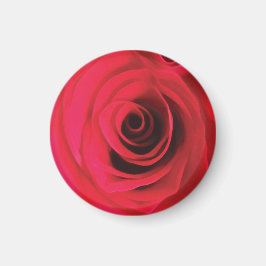 Röd rosblomsdetalj magnet