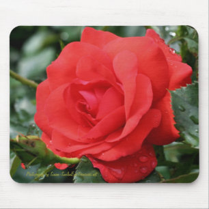 Röd rosblomsterfotografi Mousepad Musmatta