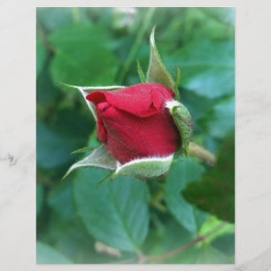 röd rosenknopp