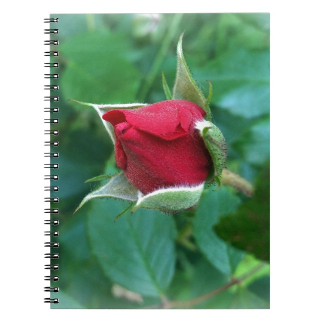 röd rosenknopp anteckningsbok (Framsidan)