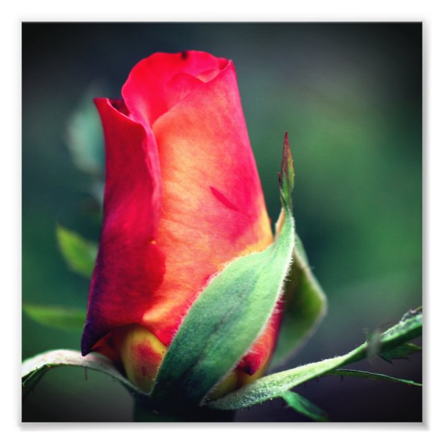 Röd Rosenknopp blomma med Gultens högdagrar 8x8 Fototryck (Framsidan)