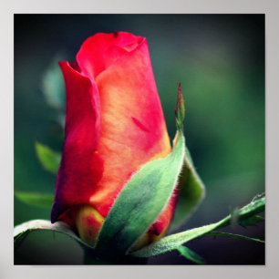 Röd Rosenknopp blomma med Gultens högdagrar nära v Poster