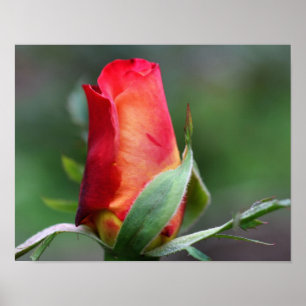 Röd Rosenknopp blomma med Gultens högdagrar Poster