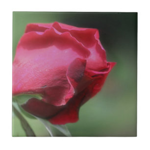 Röd Rosenknopp Blomtyp Kakelplatta