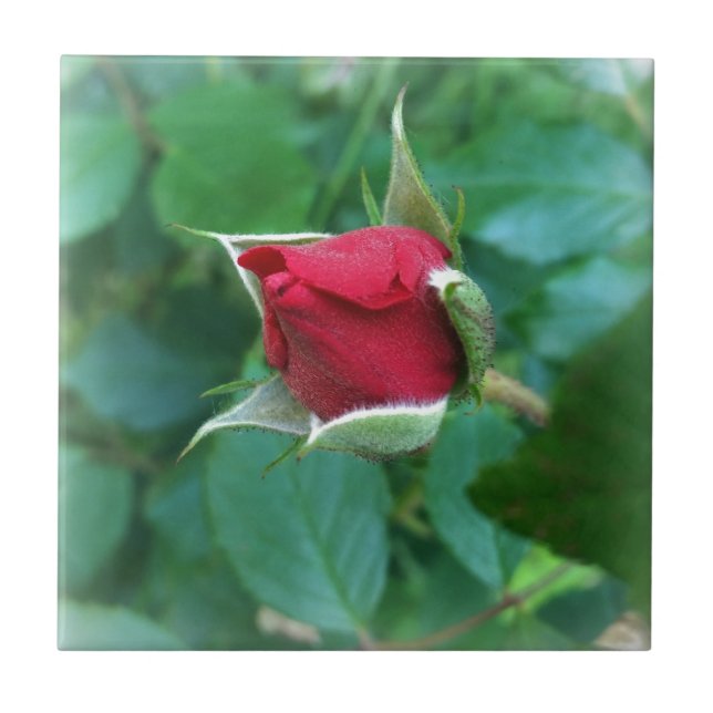 röd rosenknopp kakelplatta (Framsidan)