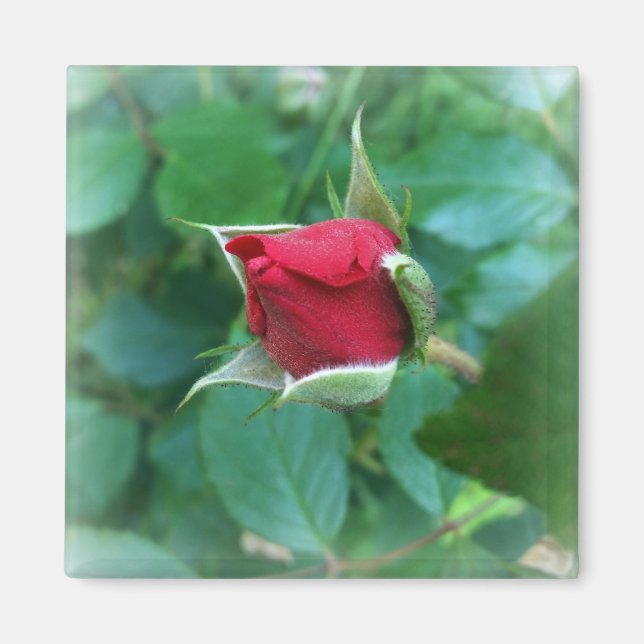 röd rosenknopp magnet (Framsidan)