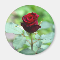 Röd Rosenknopp Magnet