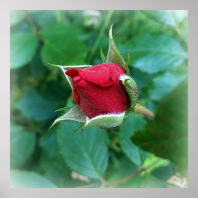 röd rosenknopp poster (Framsidan)