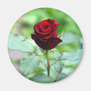 Röd rosenknoppmagnet magnet