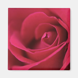 Röd rosmagnet magnet