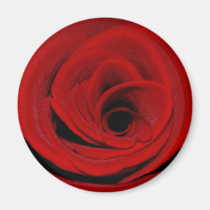 Röd rosmagnet magnet