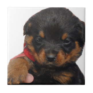 Röd Rottweiler valp Kakelplatta
