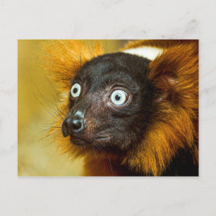 Röd Ruffled Lemur Postkort Vykort
