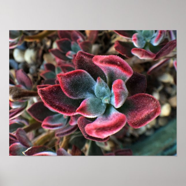 Röd sammetsucculent poster (Framsidan)