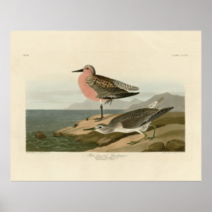 Röd sandpiper, Audubon's Birds of America Poster