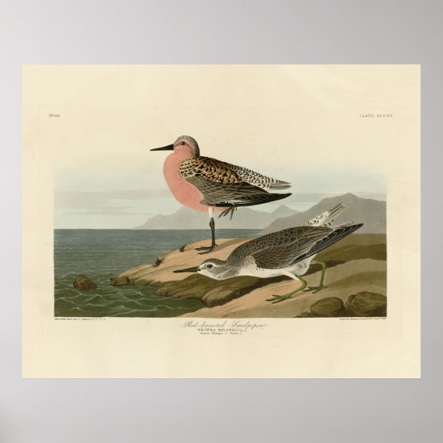 Röd sandpiper, Audubon's Birds of America Poster (Framsidan)