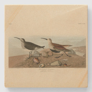 Röd sandpiper - Audubon's Birds of America Stenunderlägg