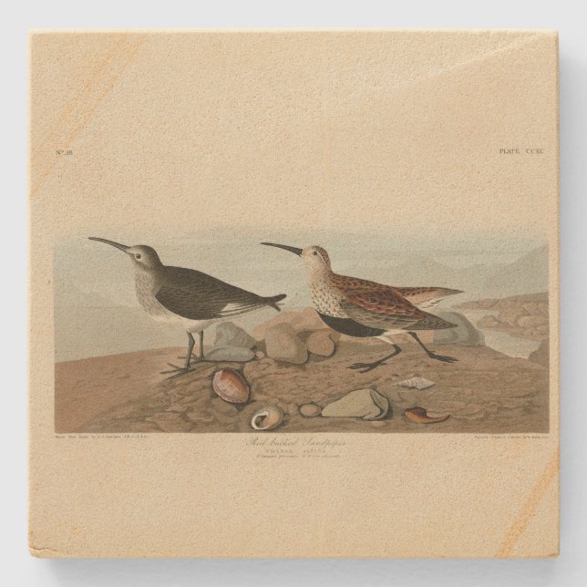 Röd sandpiper - Audubon's Birds of America Stenunderlägg (Framsidan)