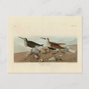 Röd sandpiper - Audubon's Birds of America Vykort