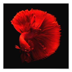 Röd segelfiskcentral fototryck