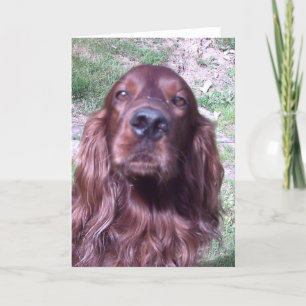 Röd setter kort