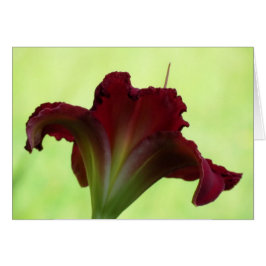Röd Silhouette - Daylily Hälsningskort