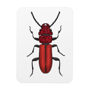 Röd skalbagge magnet