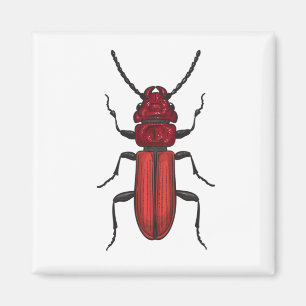 Röd skalbagge magnet