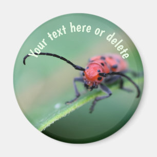 Röd skalbagge med attityd Natur Personlig Magnet