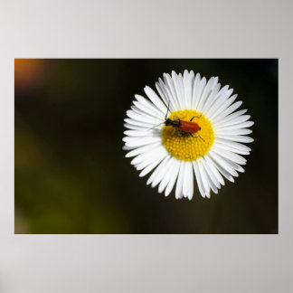 Röd skalbagge på vit tusensköns makroposter poster