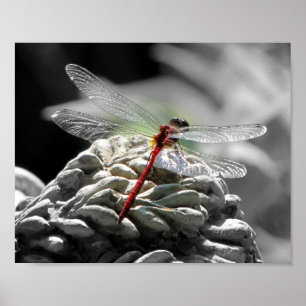 Röd slända (den Sympetrum vicinumen) Poster