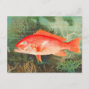 Röd snapper fisk vintage vykort