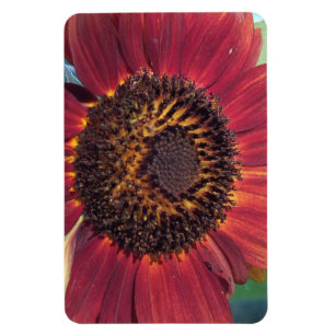 Röd solrosolja magnet