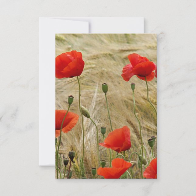 röd sommarblomma (Framsida)