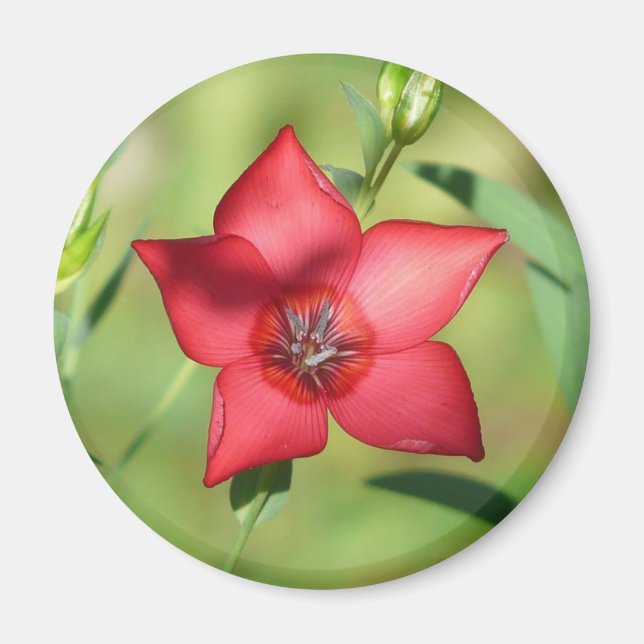 Röd stjärna blomma Grönt bladverk Magnet (Framsidan)