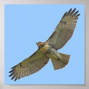 röd-svan soaring poster