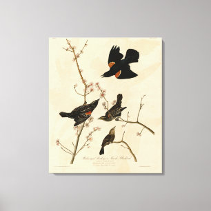 Röd svart fågel - Audubon's Birds of America Canvastryck