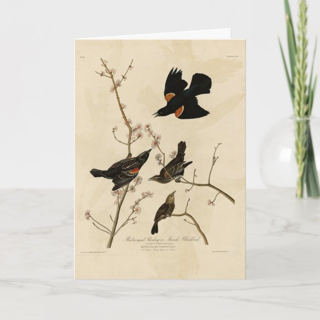Röd svart fågel - Audubon's Birds of America Kort (Framsida)