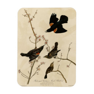 Röd svart fågel - Audubon's Birds of America Magnet