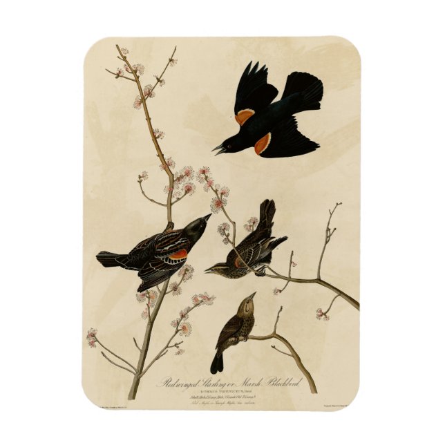 Röd svart fågel - Audubon's Birds of America Magnet (Vertikal)