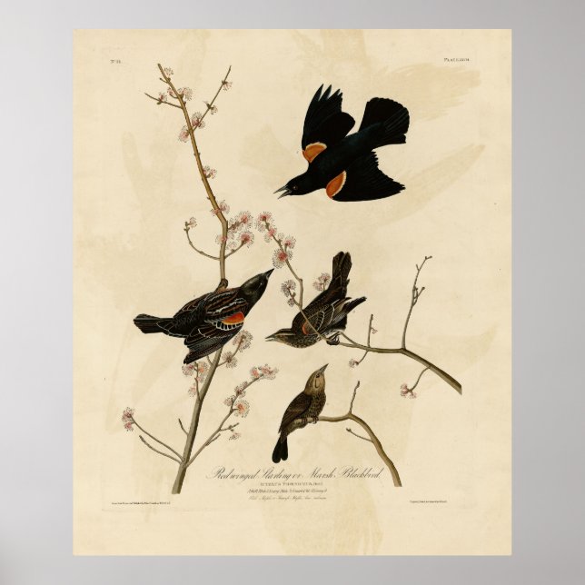 Röd svart fågel - Audubon's Birds of America Poster (Framsidan)