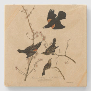 Röd svart fågel - Audubon's Birds of America Stenunderlägg