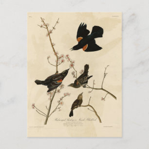 Röd svart fågel - Audubon's Birds of America Vykort