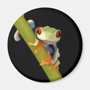 röd synad trädgroda magnet