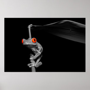 Röd synad trädgroda poster