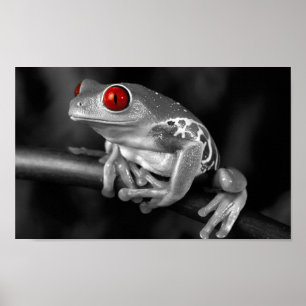 Röd synad trädgroda poster